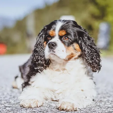 Apartamento Panorama Guggenbichl - Inkl Sommerkarte, Einmaliger Eintritt Ins Tauern & Bester Ausblick Ueber