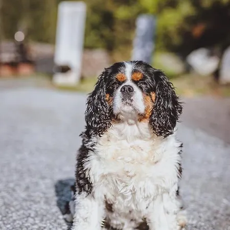 Διαμέρισμα Panorama Guggenbichl - Inkl Sommerkarte, Einmaliger Eintritt Ins Tauern & Bester Ausblick Ueber Kaprun