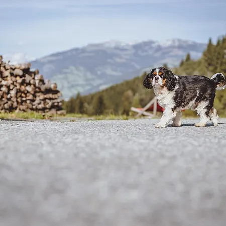 Panorama Guggenbichl - Inkl Sommerkarte, Einmaliger Eintritt Ins Tauern & Bester Ausblick Ueber Kaprun