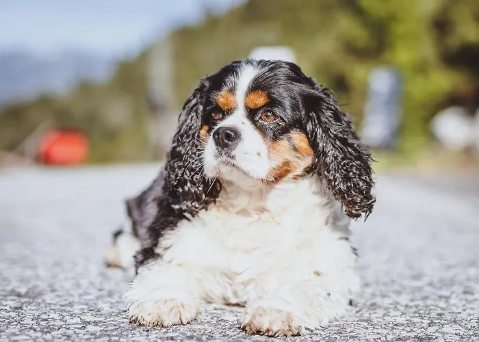Appartement Panorama Guggenbichl - Inkl Sommerkarte, Einmaliger Eintritt Ins Tauern & Bester Ausblick Ueber