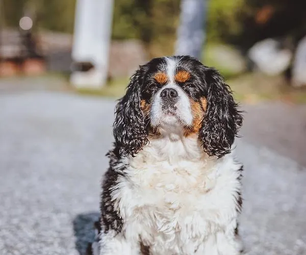 Lägenhet Panorama Guggenbichl - Inkl Sommerkarte, Einmaliger Eintritt Ins Tauern & Bester Ausblick Ueber Kaprun
