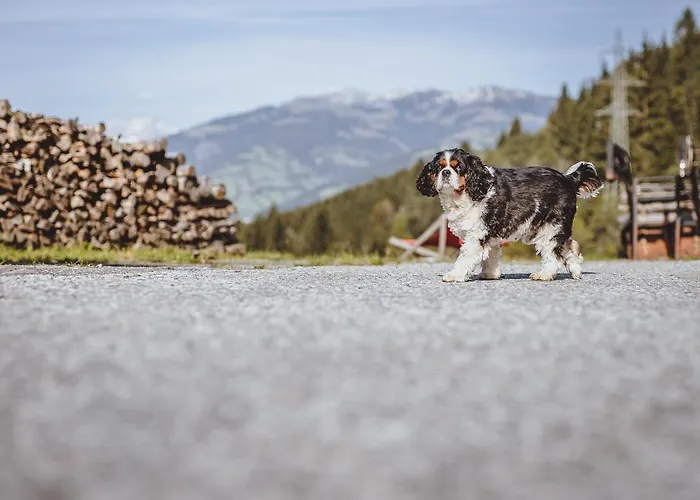 Panorama Guggenbichl - Inkl Sommerkarte, Einmaliger Eintritt Ins Tauern & Bester Ausblick Ueber Kaprun